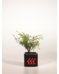 Можжевельник обыкновенный Суэцика | Ялівець звичайний Суецика | Juniperus communis Suecica