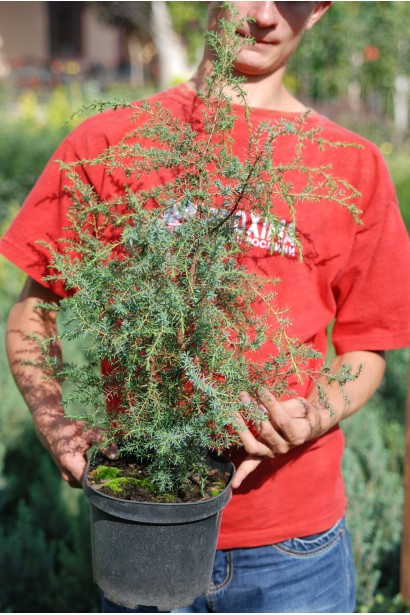 Ялівець звичайний Суецика - саджанець в горщику 3 л