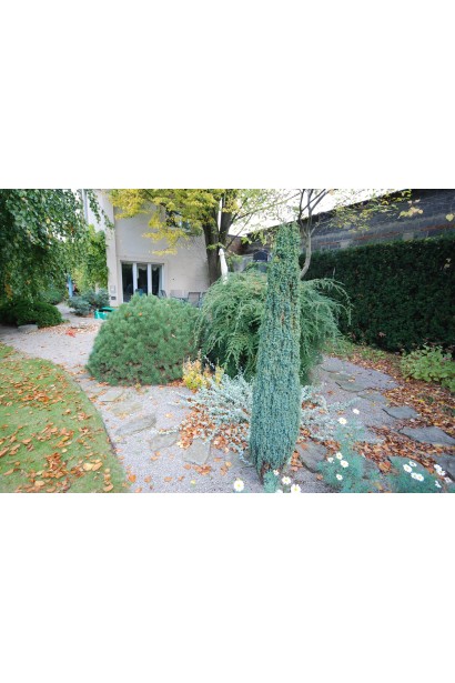 Ялівець звичайний Суецика в ландшафті