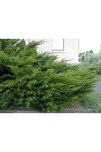 Ялівець середній Пфітцеріана хвоя блакитно-зелена, частково луската, частково голчаста