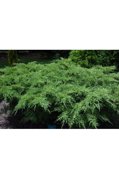 Juniperus media Pfitzeriana