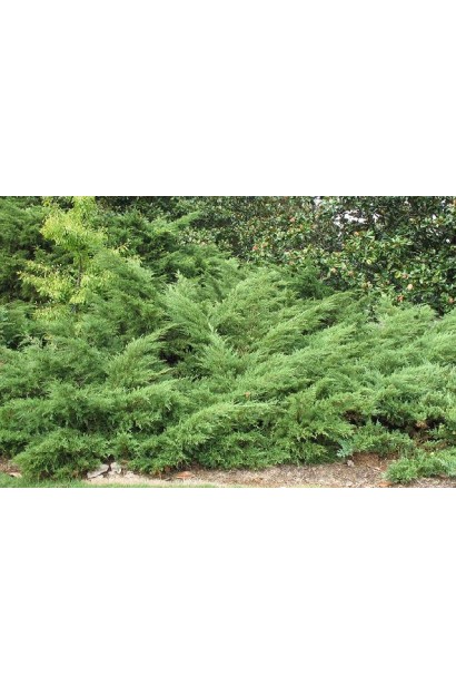 Ялівець середній Пфітцеріана доросла рослина