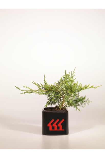 Ялівець середній Пфітцеріана 0,5л