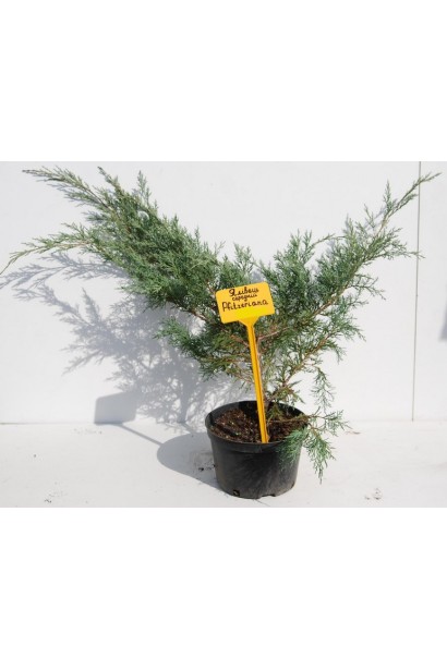 Ялівець середній Пфітцеріана 