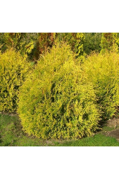 Куляста форма туї Рейнголд з насиченим забарвленням.