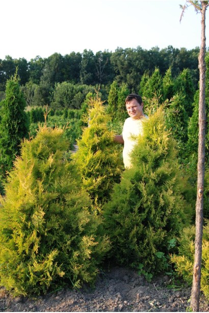 Туя Рейнголд для озеленення алей і малих ділянок.