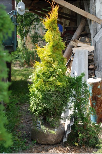 Туя Рейнголд для озеленення алей і малих ділянок.