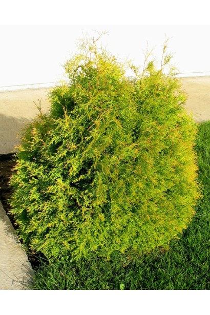 Туя Рейнголд із щільною та м’якою хвоєю.