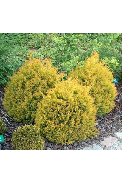 Компактна туя Рейнголд із золотистим забарвленням.