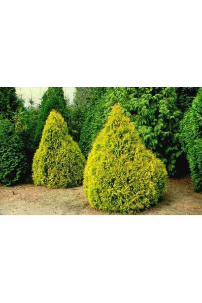 Невелика декоративна туя Рейнголд для ландшафтного дизайну.