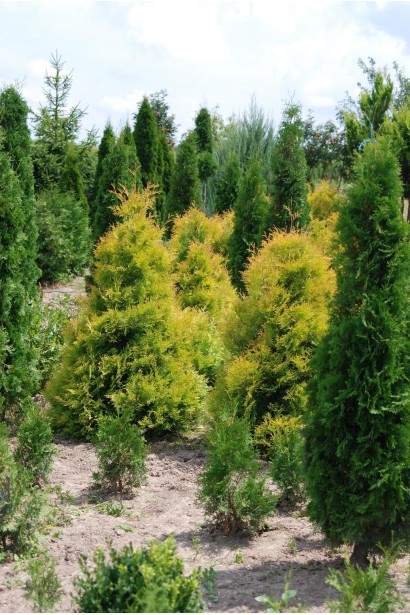 Thuja occidentalis Rheingold