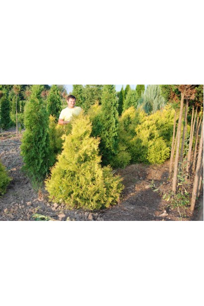 Золотиста туя Рейнголд з густою хвоєю.