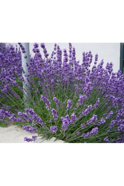 Лаванда вузьколиста фіолетові колосовидні квіти