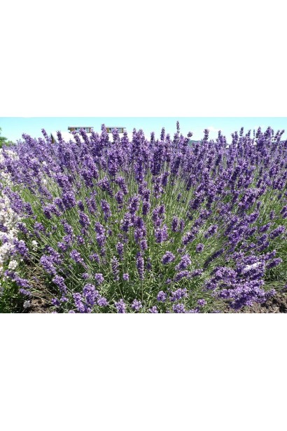 Лаванда вузьколиста блакитно-фіолетові суцвіття