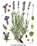 Лаванда вузьколиста | Lavandula angustifolia | Лаванда узколистная