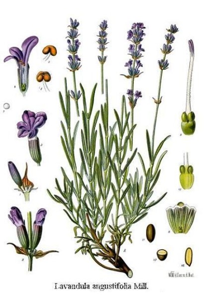 Lavandula angustifolia