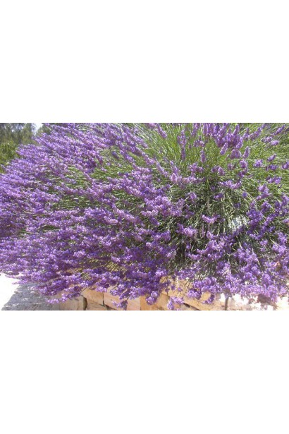 Лаванда вузьколиста на клумбі