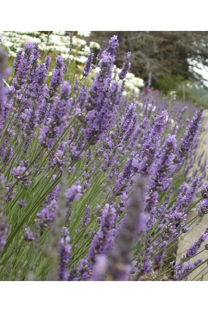 Лаванда вузьколиста