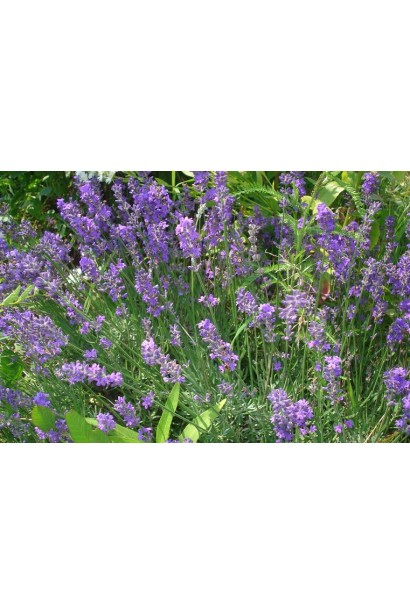 Лаванда вузьколиста фіолетова