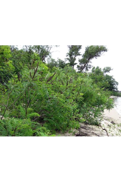 Аморфа кущова