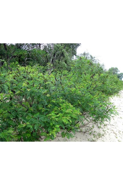 Аморфа кущова кущ