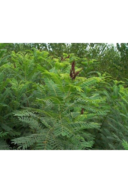 Аморфа кущова зелене листя