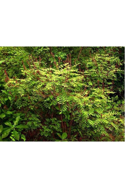 Аморфа розлога крона