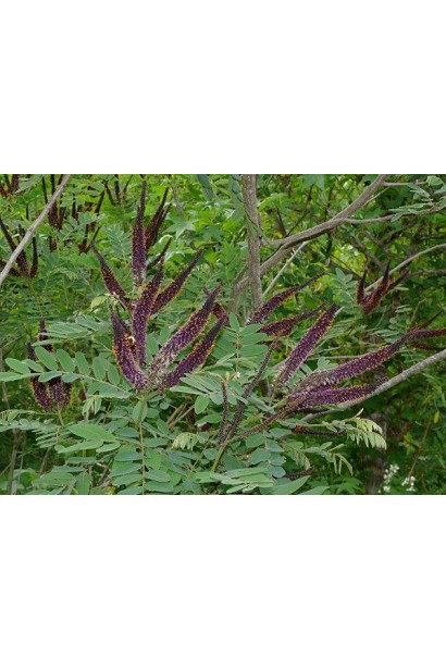 Аморфа квіти