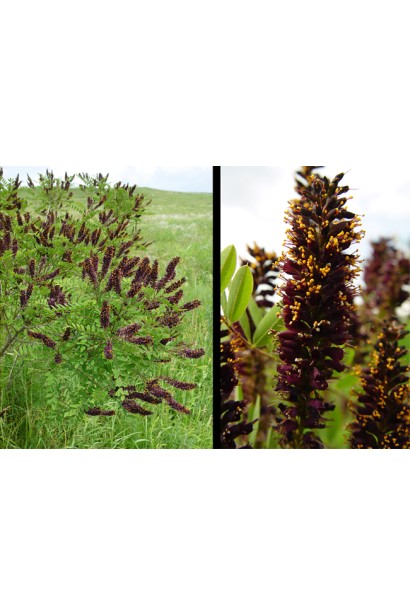 Аморфа кущова темно-вишневі квіти