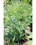 Аморфа кущова | Аморфа кустарниковая | Amorpha fruticosa L.