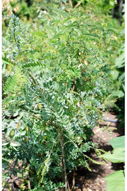 Amorpha fruticosa L.