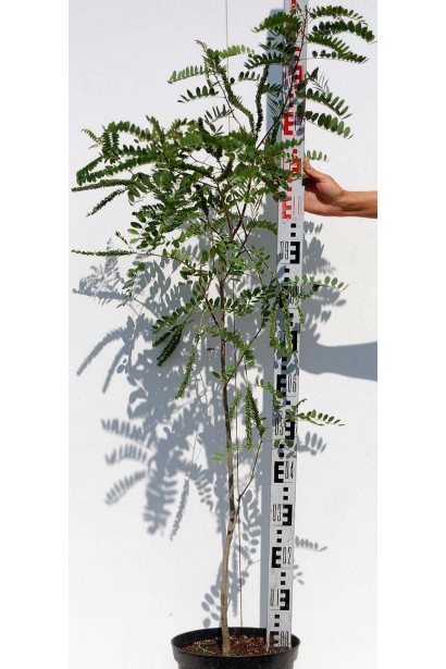 Аморфа кущова саджанець в контейнері