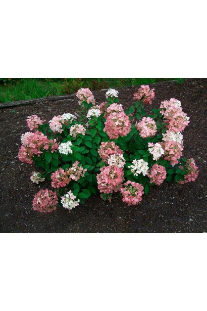 Гортензія волотиста Даймонд Руж кущ