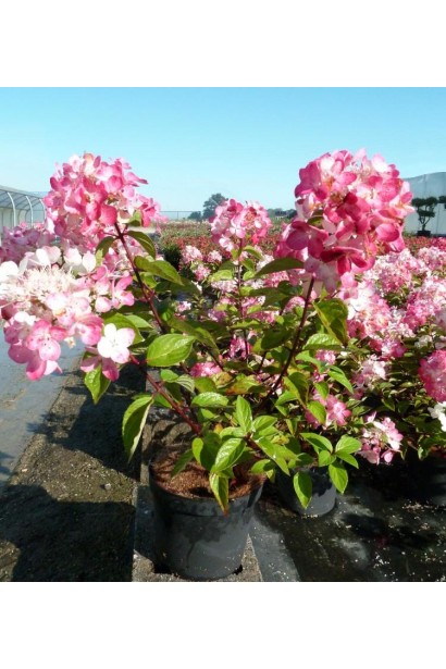 Гортензія Рендіа контейнер 5 л