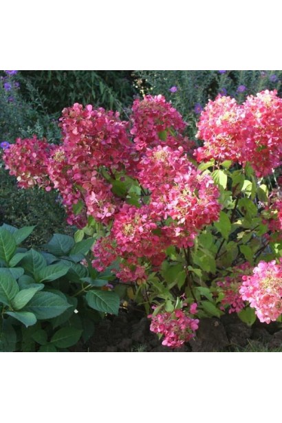 Hydrangea paniculata Diamant Rouge ® / Rendia ®