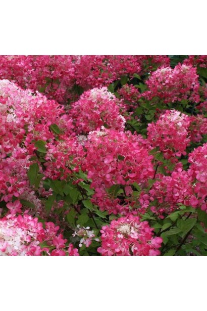Гортензія волотиста Даймонд Руж ® / Рендіа ®