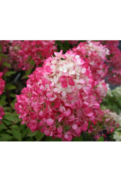 Гортензія Рендіа волотисті суцвіття