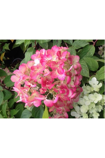 Гортензія Даймонд Руж квітка