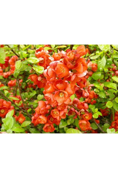 Айва Orange Trail цвітіння