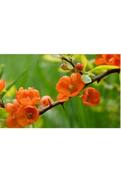 Айва Оранж Трейл помаранчеві квіти