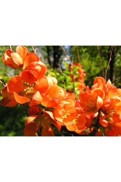 Айва японська (середня, хеномелес) Оранж Трейл 