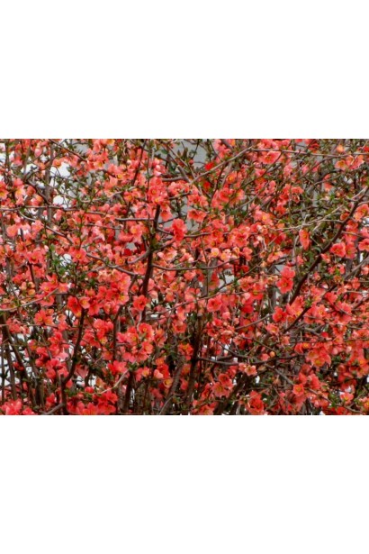 Оранж Трейл оранжево-червоні квіти