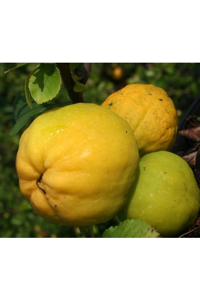 Айва японська Оранж Трейл плоди