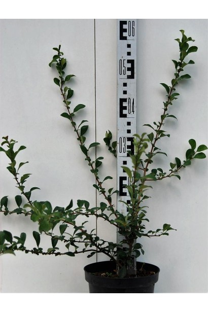 Хеномелес Оранж Трейл контейнер 3 л