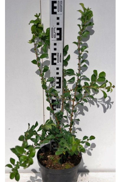 Хеномелес Оранж Трейл саджанець 60 см в горщику  в горщику