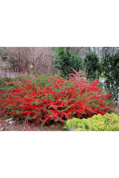 Айва Андекен Ан Карл Рамске в ландшафті