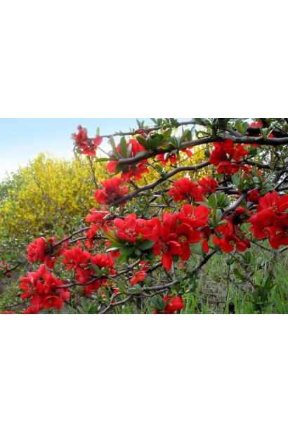 Хеномелес Андекен Ан Карл Рамске