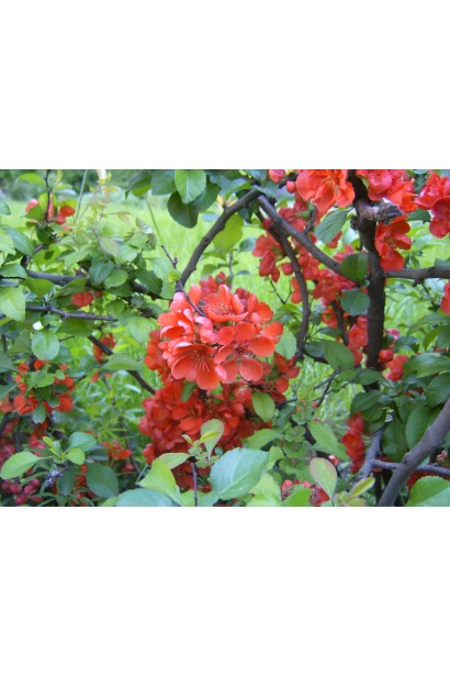 Айва Андекен Ан Карл Рамске червоні квіти