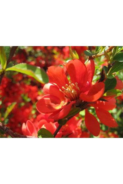 Айва Андекен Ан Карл Рамске  квітка