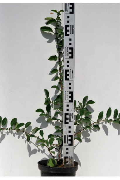 Айва японська Андекен Ан Карл Рамске саджанець висотою 70 см